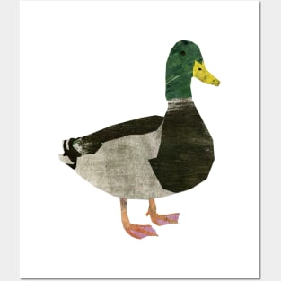 Mallard Duck Posters and Art